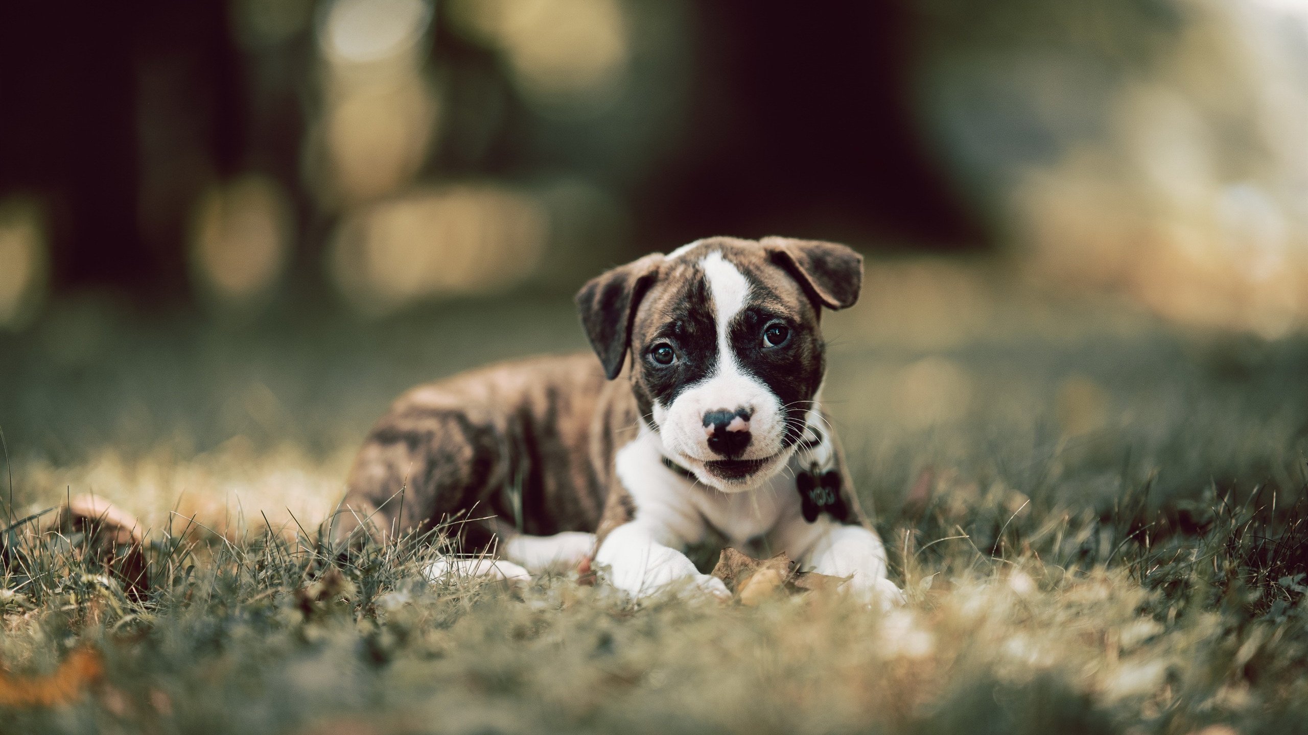 东契奇狂砍三双统治全场，骑士力克猛龙展现实力