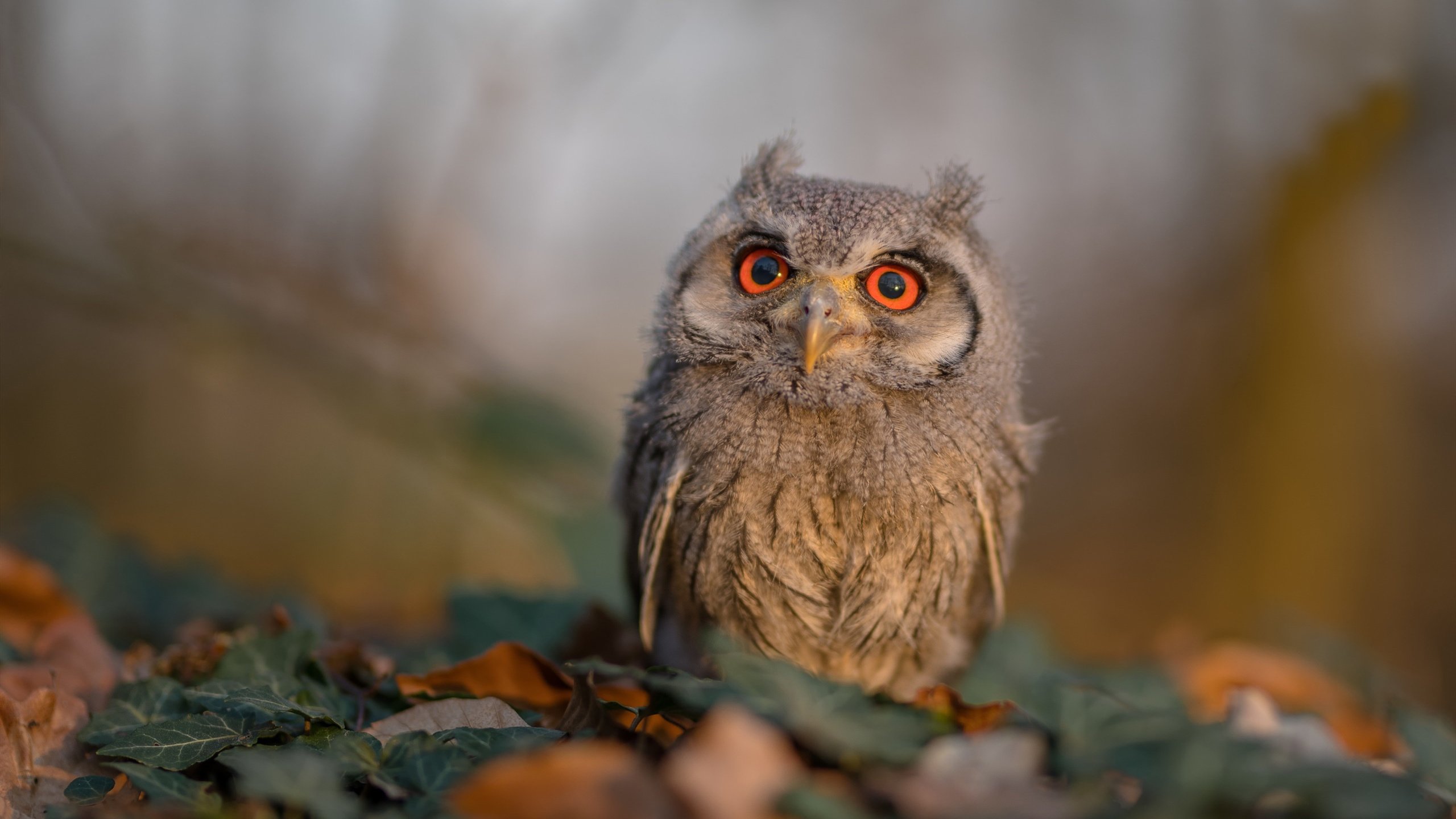 伊拉克鏖战马德里竞技，巴尔韦德成关键先生，一记重炮轰碎钢铁防线