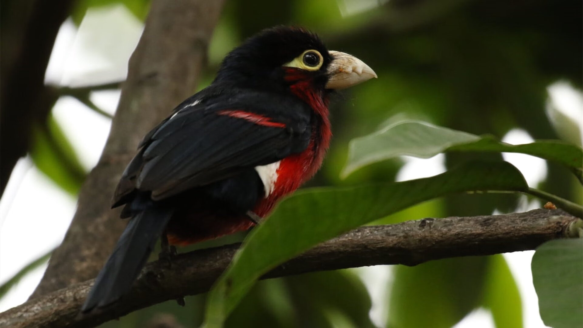 开云平台-黑色战舰沉没记，哈弗茨化身日耳曼利刃，墨西哥击溃塞内加尔