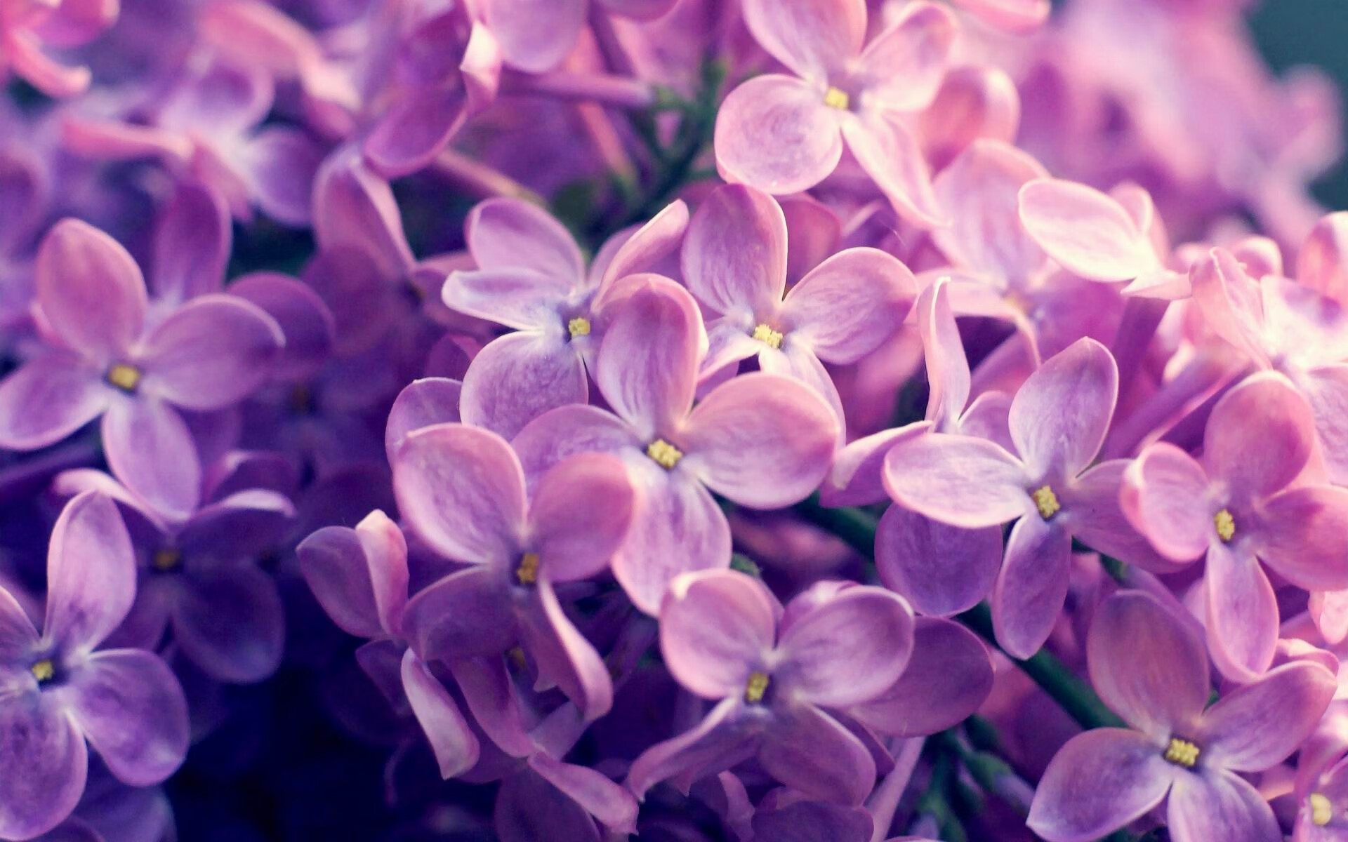 开云体育登录-突尼斯风暴击溃皇家社会，基耶萨一箭穿心，改写非欧足球对话格局