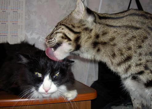 绝境烽火，米切尔在撕裂之城上演逆转史诗