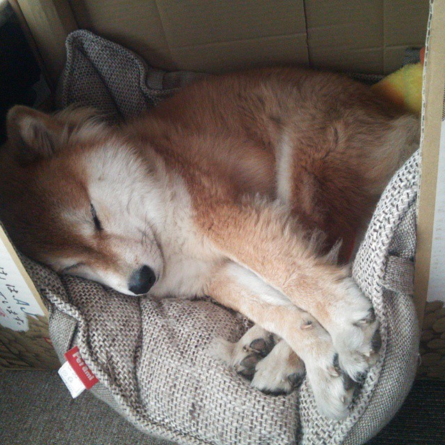 秘鲁赤焰折戟里昂之夜，足球全球化版图上的一滴热泪