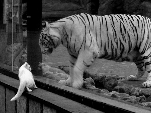 杜兰特赛后评分拉满,雷霆力克吉林队,跨越太平洋的篮球对话