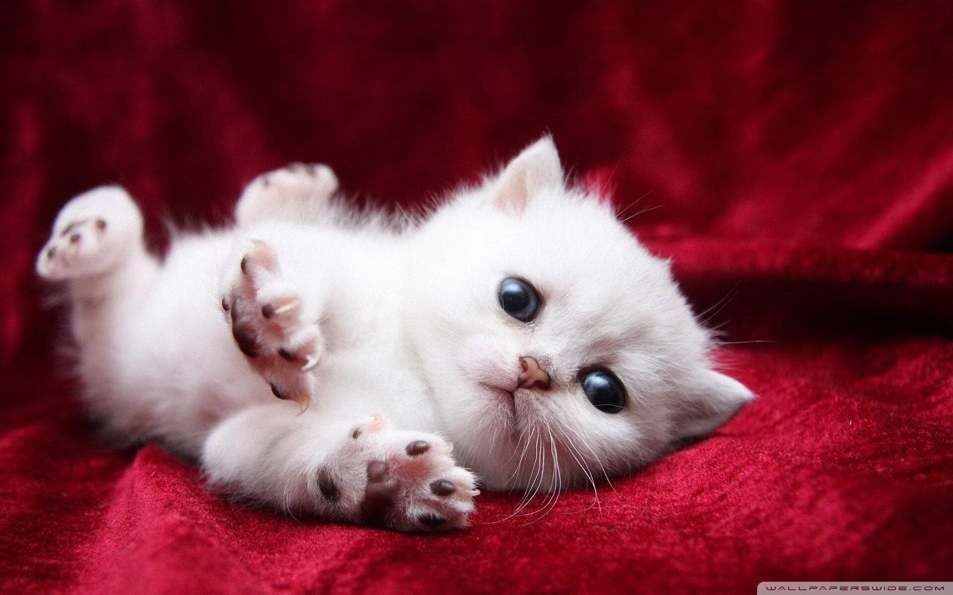 NBA总决赛焦点战，哥伦比亚末节逆袭，强势带走丹麦胜利