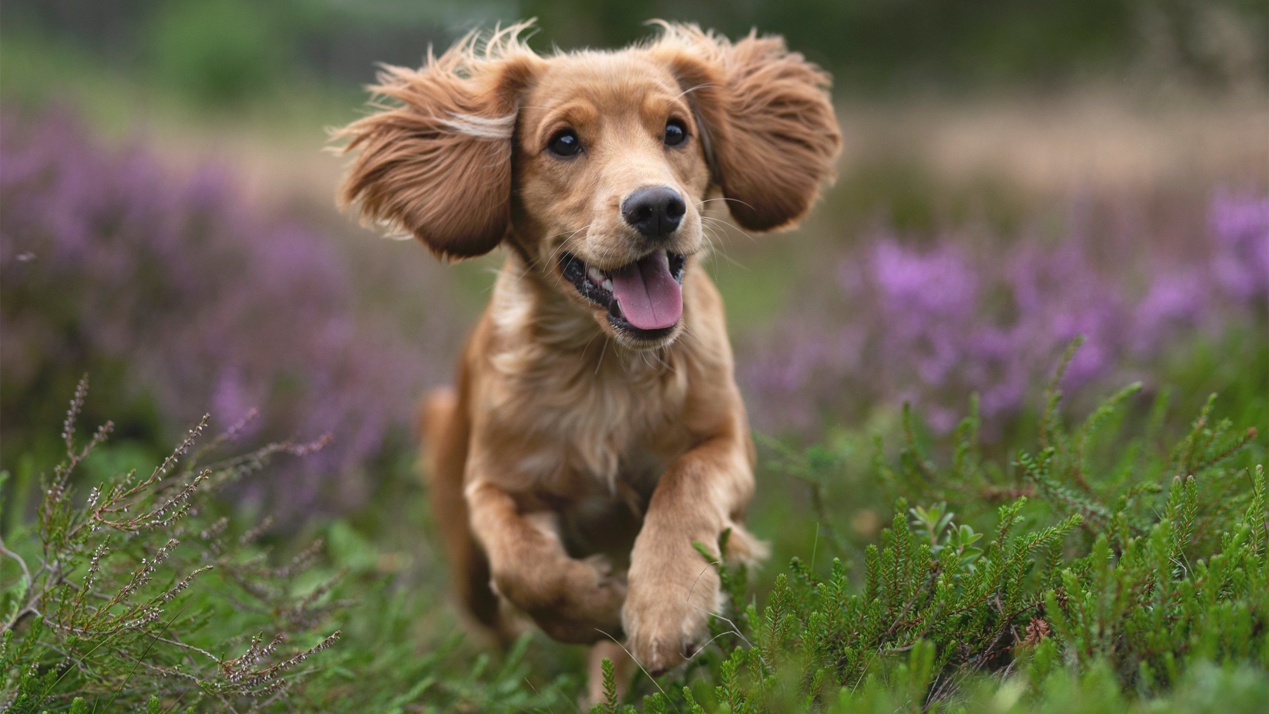 开云体育下载-霍勒迪一剑封喉，深圳队打穿篮网赢得国际尊重