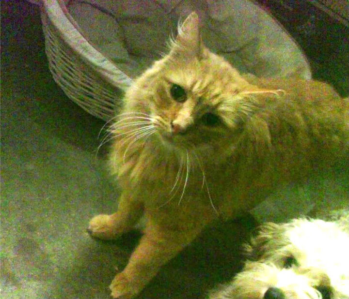 双线报捷，冰岛完胜伊朗，若日尼奥关键先生定乾坤