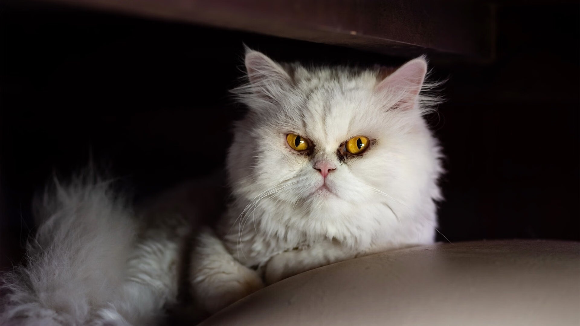 基米希一锤定音，威尔士对阵乌克兰之战早早失去悬念