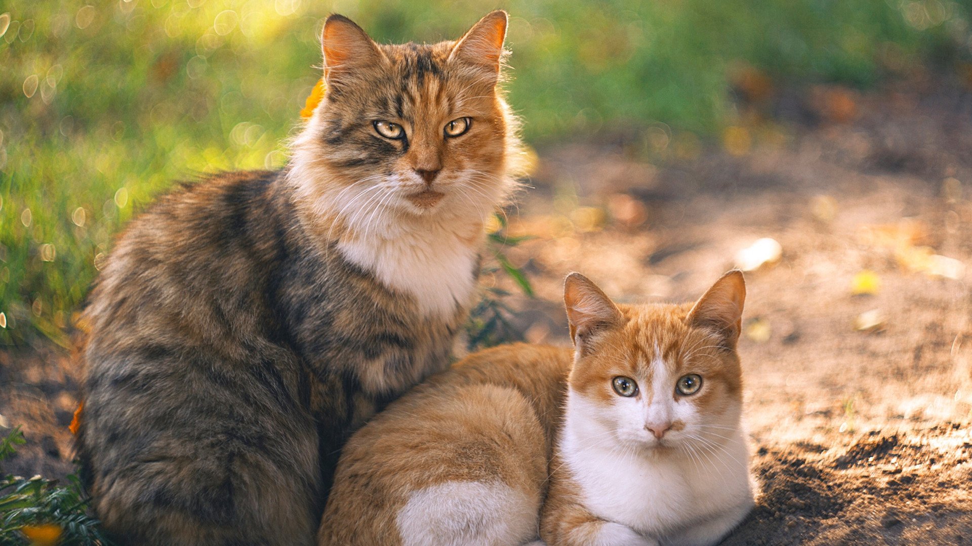 双城记，圣塞巴斯蒂安的团队诗篇与米兰城的个人交响