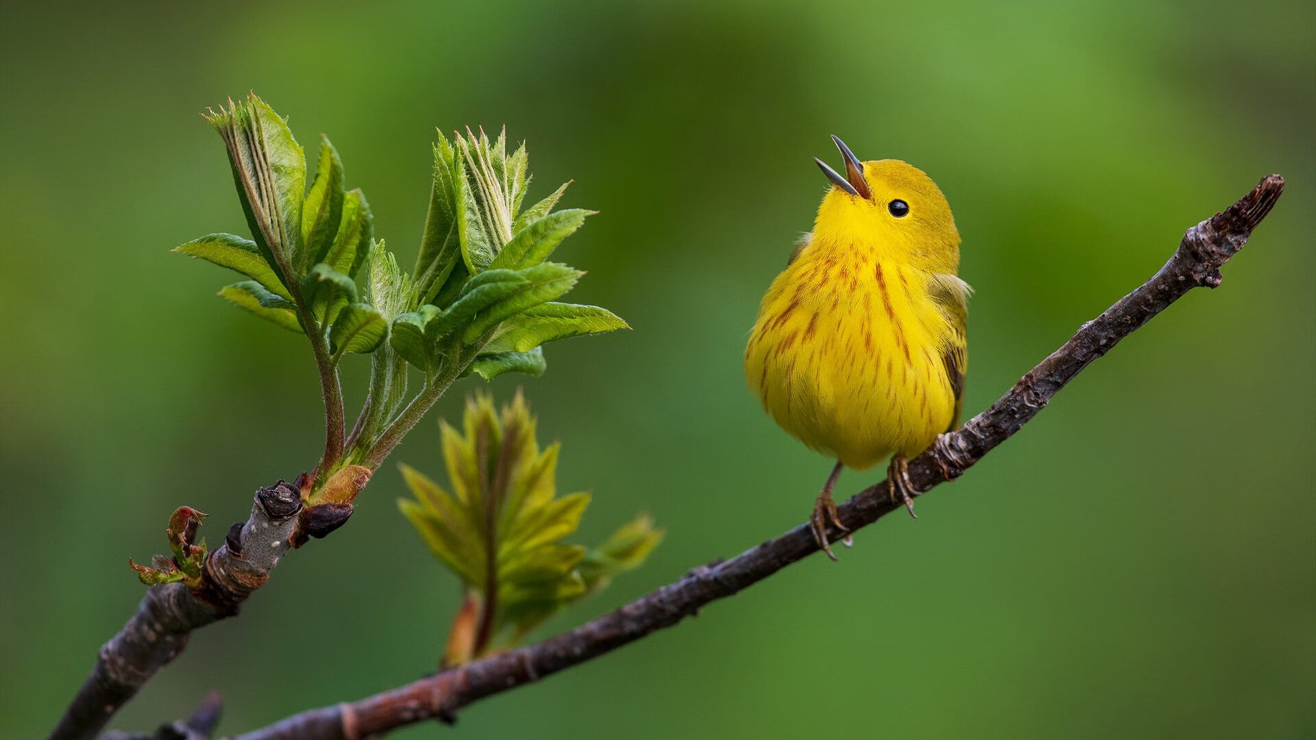 布伦森，静立风暴眼的定海神针，最后一击为山西续写逆袭诗篇
